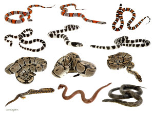 Snakes clipart PNG images-4043